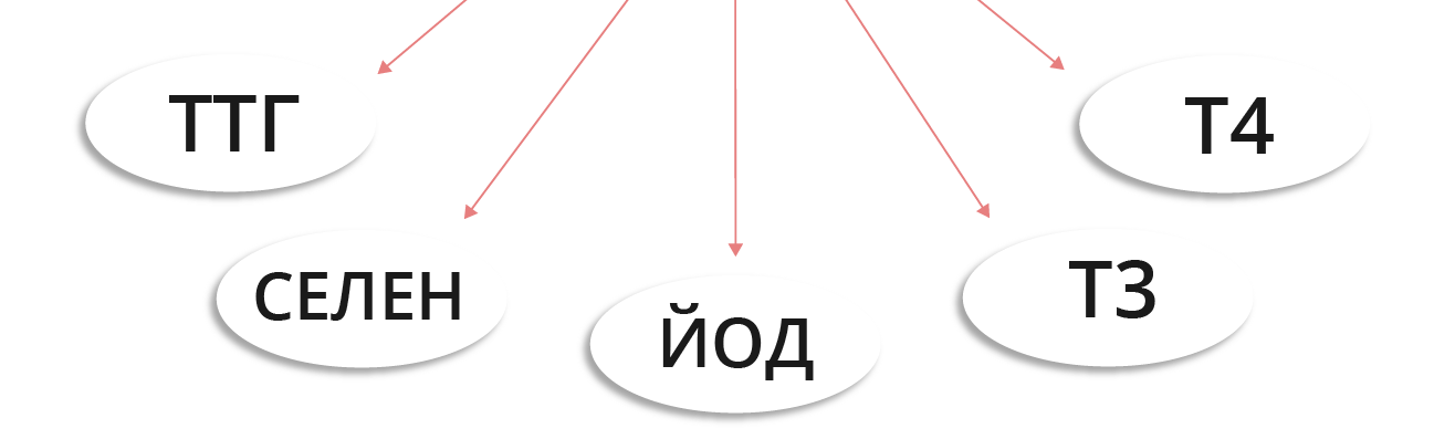 Щитовидная железа